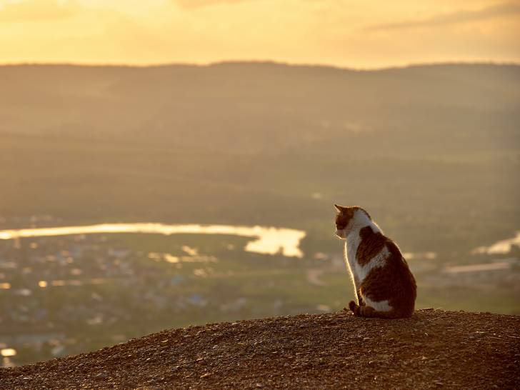 Un chat contemple l'horizon depuis sa position