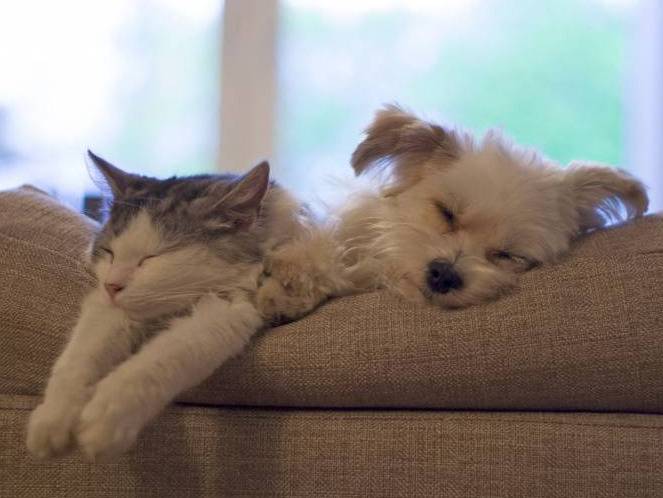 Un chat et un petit chien dorment ensemble