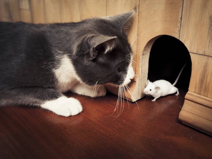 Un chat à l'entrée d'un nid de souris