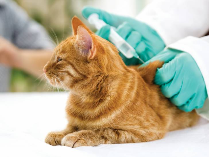 Un chat roux se fait vacciner