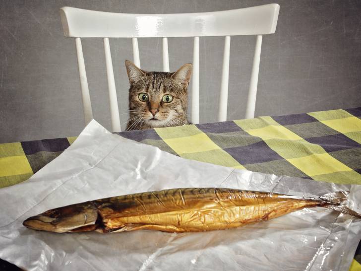 Un chat assis regarde le poisson sur la table