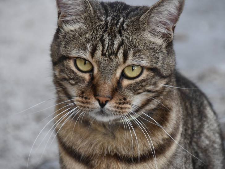 Mort Du Proprietaire Le Chat Face Au Deces De Son Maitre