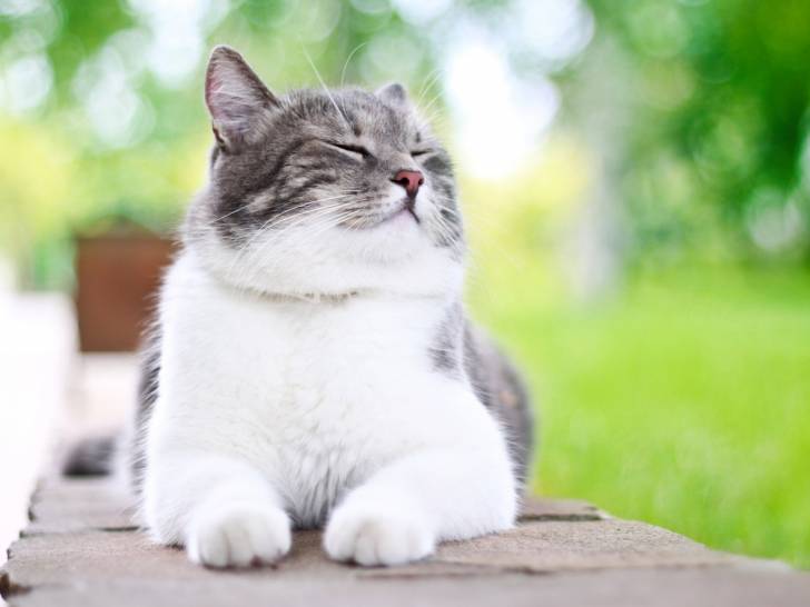 10 Regles D Or Pour Rendre Son Chat Heureux
