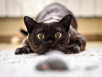 Un chat noir s'apprête à bondir sur un jouet