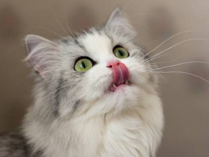 Un beau chat qui lèche ses babines