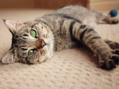 Mon chat est-il heureux ou malheureux ?