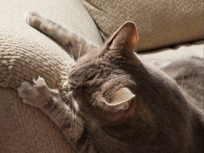 Un chat fait ses griffes sur le canapé