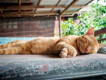 Comment Reconnaitre Un Chat Heureux