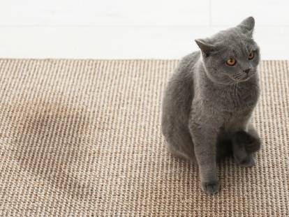 Un chat a uriné sur le tapis