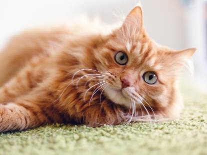 Un chat joueur couché sur le tapis