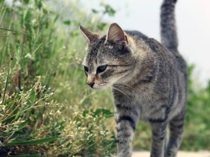 Un chat tigré reniflant des herbes sauvages