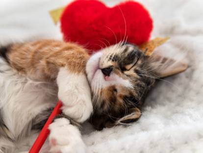 Un chaton tricolore tient un coeur entre ses pattes