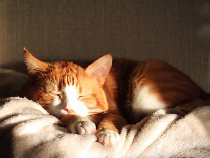 Un chat couché face aux soleil