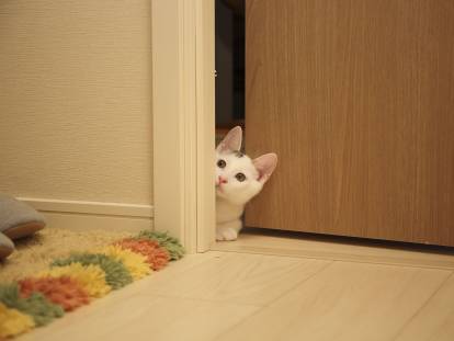 Un chat blanc passe sa tête par l'ouverture d'une porte