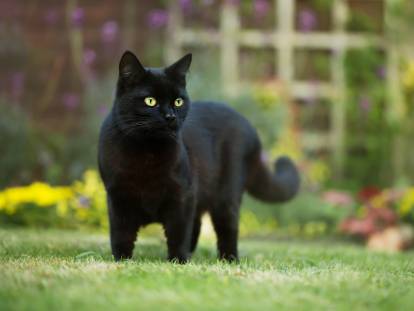 Un beau chat noir se tient debout dans un jardin