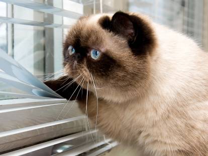 Un chat anxieux regarde par la fenêtre