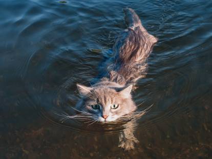 Un chat tigré nageant dans l'eau