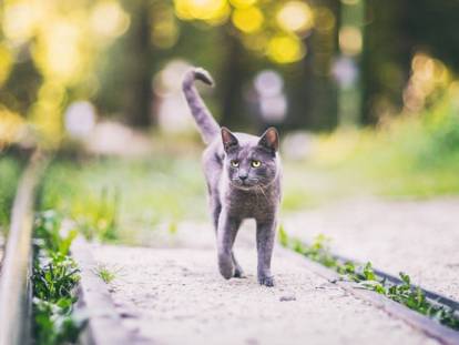 Chat Fugueur Le Chat Qui Fugue