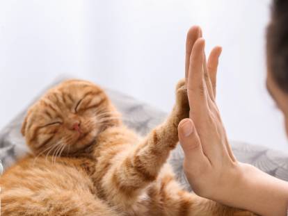 Un chat roux et sa maîtresse se font un "high five"