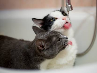Deux chats boivent l'eau du robinet