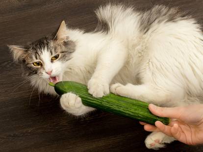 Un chat attrape un concombre et s'apprête à le mordre