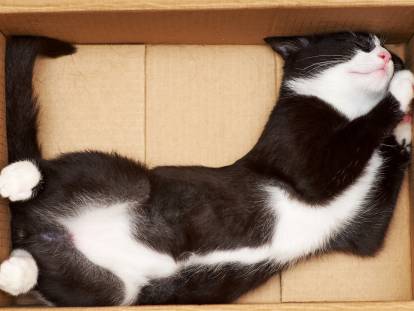 Un beau chat noir et blanc dort allongé de tout son long dans un carton
