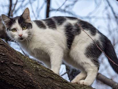 Un chat noir et blanc coincé dans un arbre miaule pour appeler au secours
