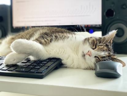 Un chat allongé de tout son long sur un clavier d'ordinateur