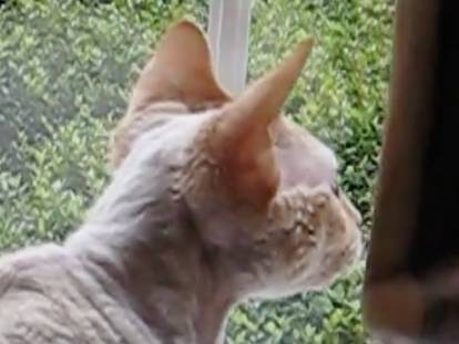 Un chat Devon Rex observe des oiseaux par la fenêtre