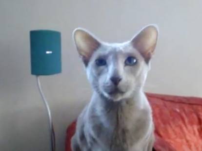 Un chat Oriental Shorthair en train de miauler timidement