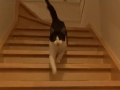 Un chat heureux du retour de son ma&icirc;tre miaule