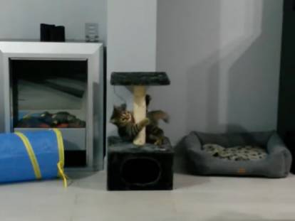 Ce chat vit son quart d'heure de folie