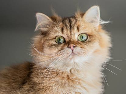 Un chat avec de grands yeux et de la bave sur un fond gris