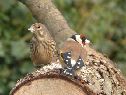 Bruit d'oiseaux pour chat
