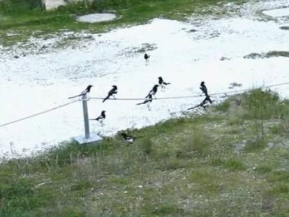 Une famille de pies dans un jardin