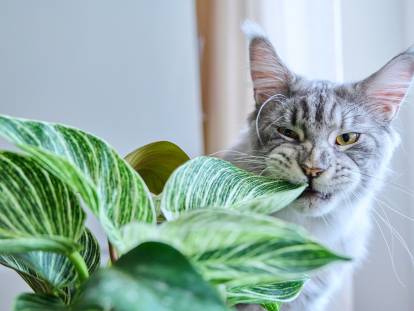 Un chat grignote une plante verte dans un appartement
