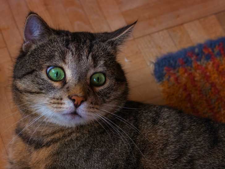 Le chat aggressif parce qu'il est surpris ou confus