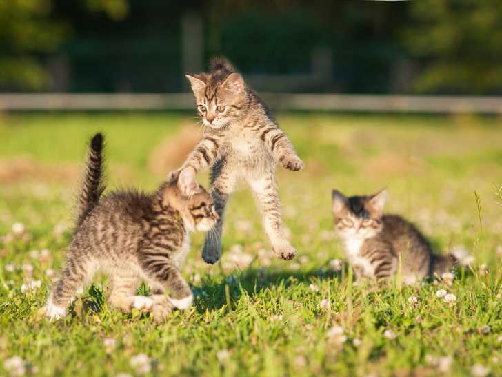 L'agressivité du chaton - Mon chat est agressif : pourquoi, et que faire ?