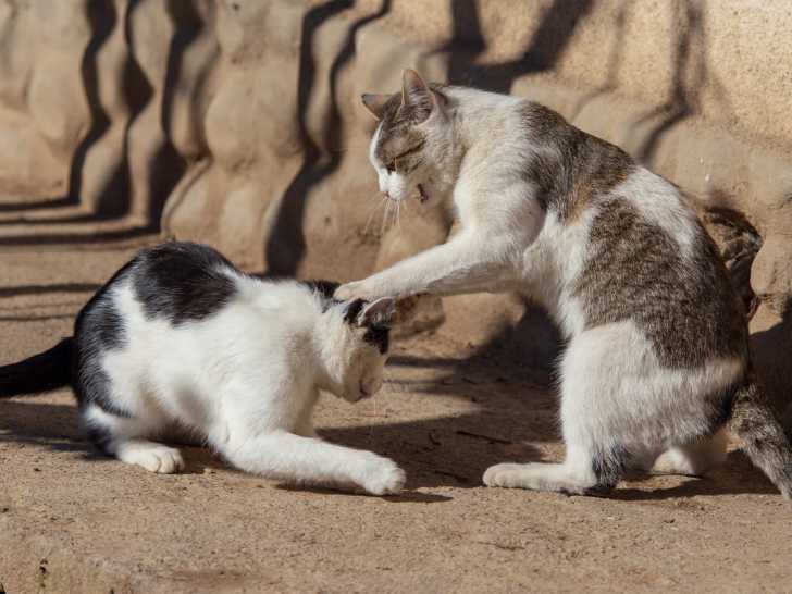 Le chat aggressif parce qu'il défend son territoire