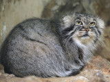 Un manul assis sur un rocher