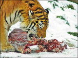 À la découverte du tigre de Sibérie