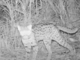 Un chat léopard Bengal filmé dans son environnement naturel