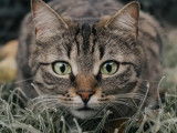 Les chats sauvages d'Hawaï