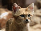 Photo prise d'un chat des sables aux yeux bleus