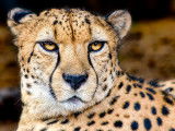 Un Guépard pris en gros plan