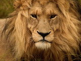 Gros plan d'un lion