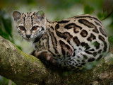 Un beau margay dans un arbre