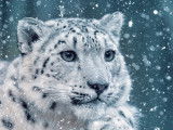 Vue proche de la tête d'une panthère des neiges