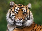 Vue proche d'un tigre du Bengale