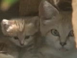 Naissance exceptionnelle de chats des sables en Israël